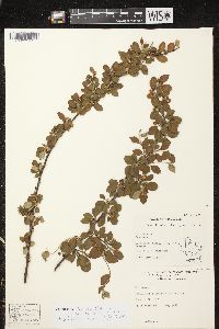 Cotoneaster divaricatus image
