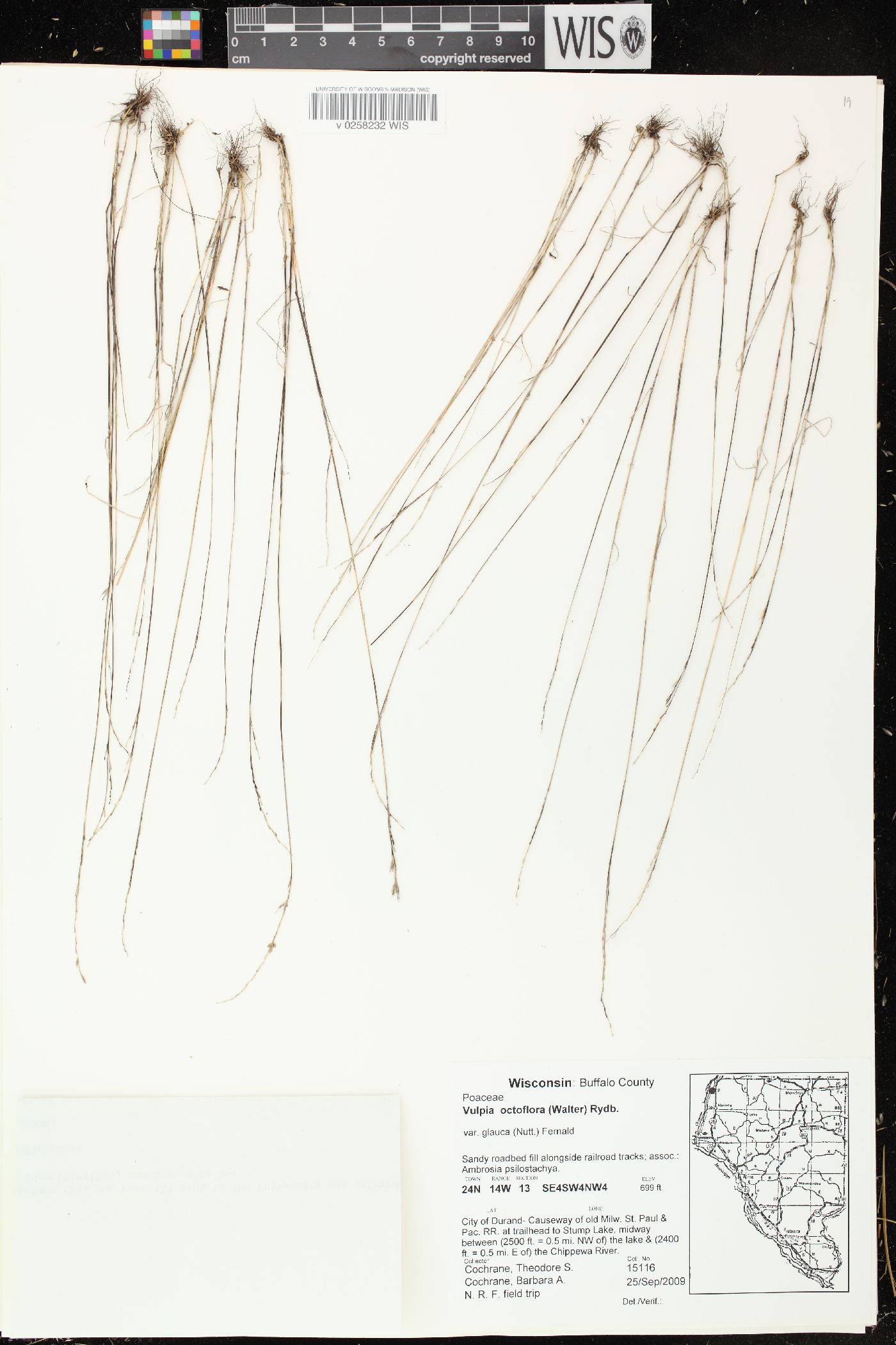Festuca octoflora var. glauca image