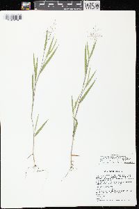 Image of Dichanthelium villosissimum var. praecocius