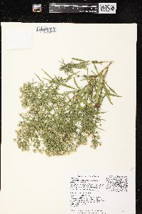 Image of Symphyotrichum lanceolatum var. interior