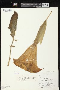 Brugmansia suaveolens image