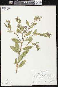 Solanum parishii image