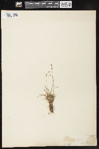 Carex capillaris image
