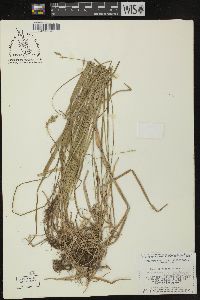 Carex leptopoda image