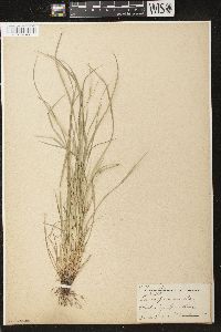 Carex jamesii image