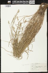 Carex mirabilis image