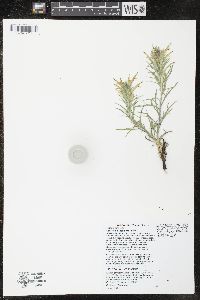 Castilleja sessiliflora image