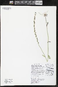Image of Lobelia spicata var. spicata