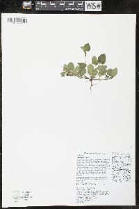 Viola adunca image