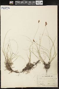 Carex muricata image