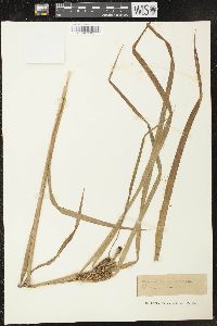 Carex x stenolepis image