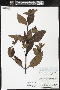Lepechinia caulescens image