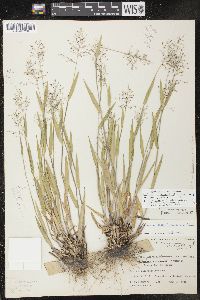 Image of Dichanthelium columbianum x d. oligosanthes var. scribnerianum