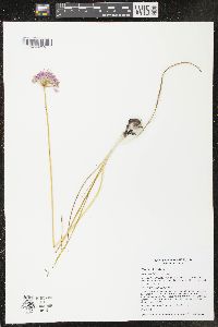 Allium stellatum image