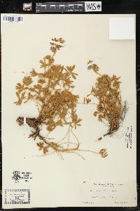 Image of Lupinus collinus