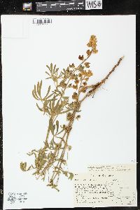 Lupinus beaneanus image