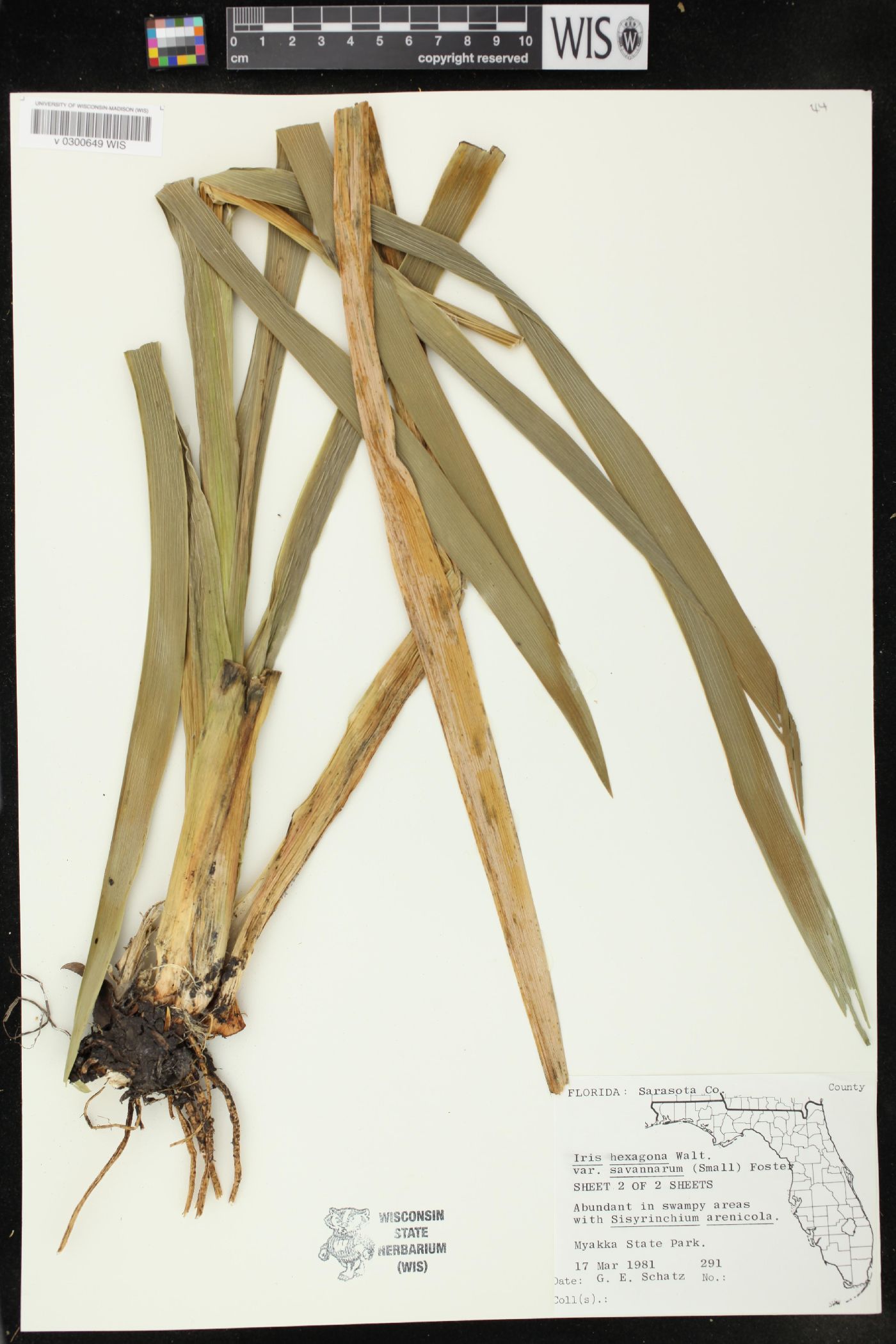 Iris hexagona var. savannarum image