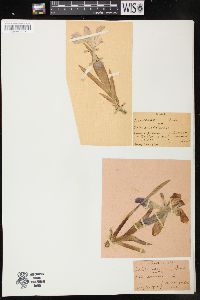 Image of Iris pumila