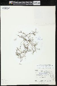 Najas guadalupensis var. floridana image