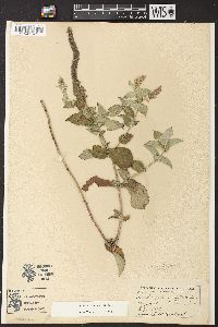 Image of Mentha × villosa