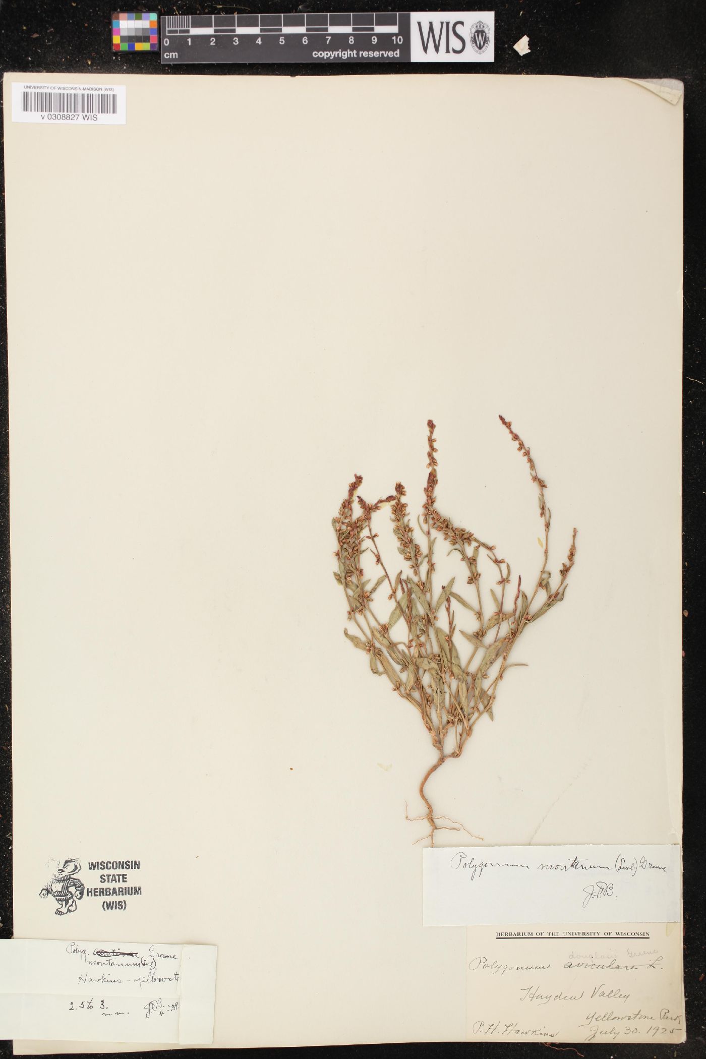 Polygonum douglasii subsp. douglasii image