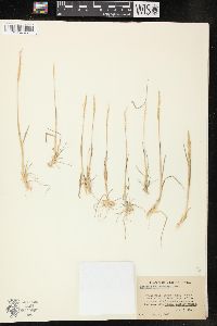 Agrostis californica image