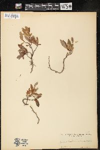 Salix petrophila image