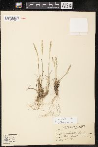 Image of Poa curtifolia