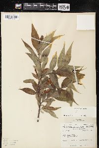 Salix lucida image