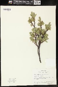 Salix pseudolapponum image
