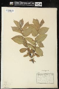 Salix cordata image